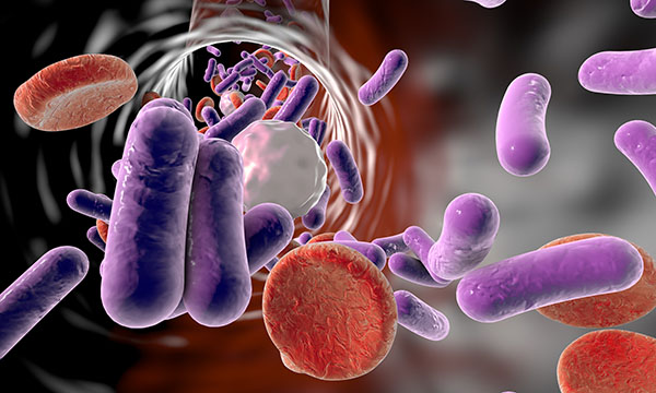 bacteria in blood