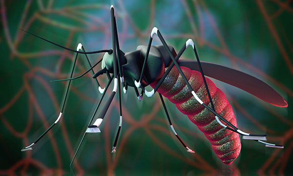 Zika