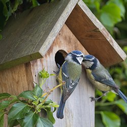 Two birds looking into a bird box. If a bird box has been successful on a ward, why not provide some bird books?