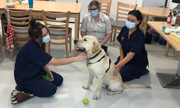 Royal Bolton Hospital ICU staff Jess Campbell-Tandey, Danielle Hollick and Becky Crompton with Mason the guide dog