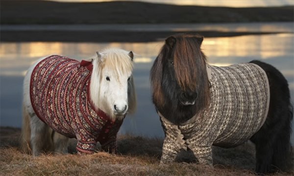 Photo of Shetland ponies, illustrating story about a nursing role available on Fair Isle in Shetland