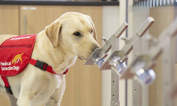 Picture shows a Medical Detection Dog during training, though in this picture the dog is not smelling a COVID-19 sample