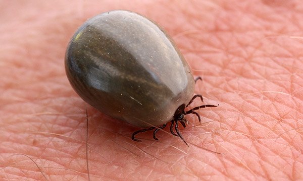 A tick. Picture: iStock