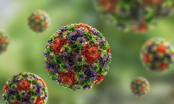 Molecular model of human papillomavirus