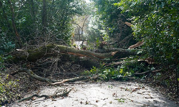  A fallen tree blocks a road near Canford Bottom in Dorset as Storm Eunice hits the south coast, with attractions closing, travel disrupted and a major incident declared in some areas, meaning people are warned to stay indoors. A rare red weather warning 