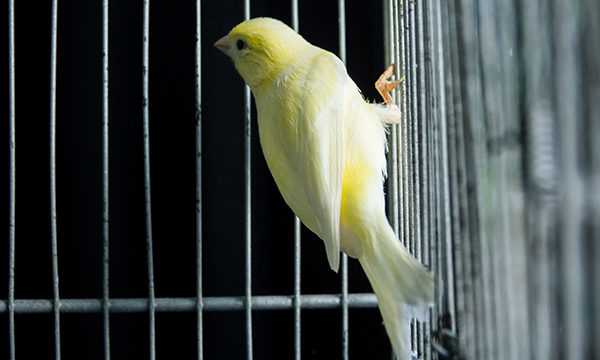 a caged canary