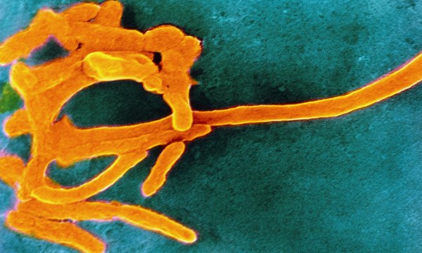 Fusobacterium nucleatum bacteria