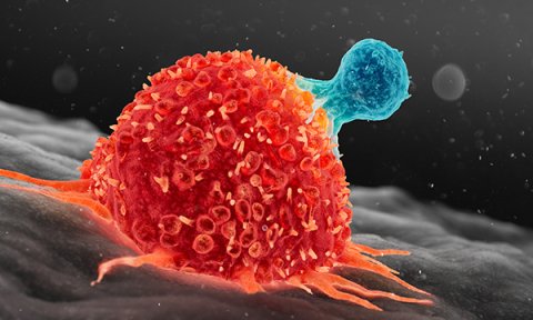 3D illustration of a human T-cell attacking a cancer cell