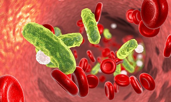 3D illustration showing rod-shaped sepsis bacteria in blood