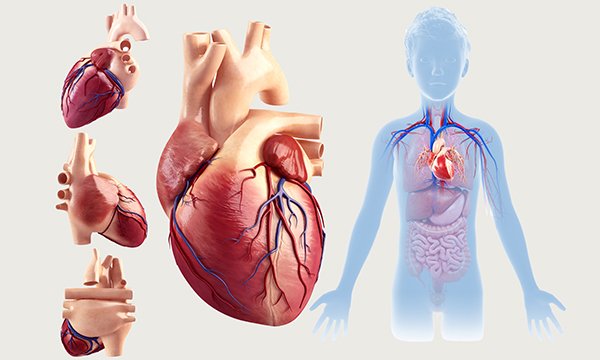 Biological basis of child health 3: development of the cardiovascular system and congenital heart defects